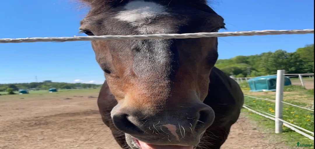 Galleribild {{count}}