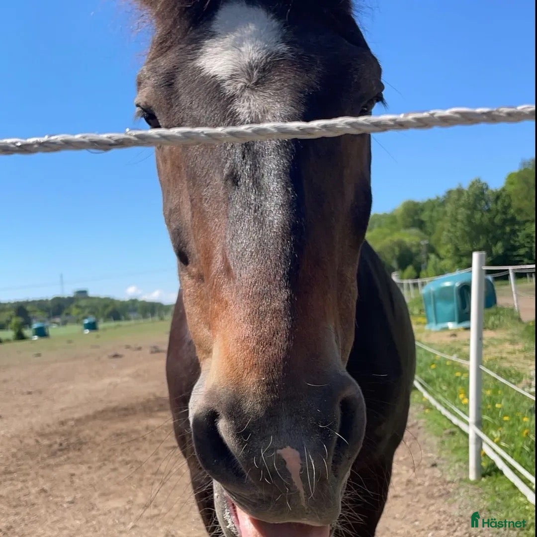 Galleribild {{count}}