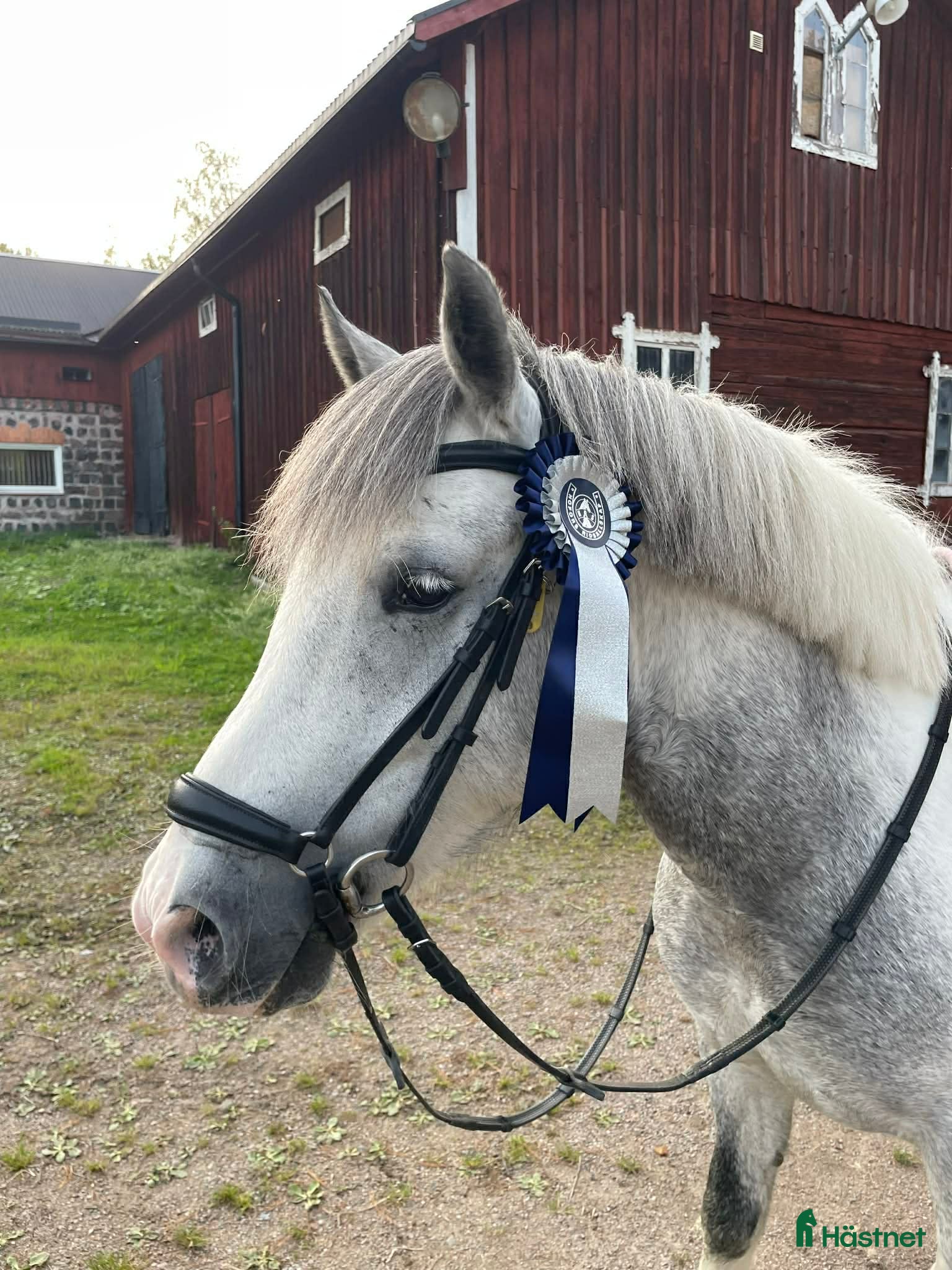  hästar Fin B-ponny till valfri gren - Annons 5