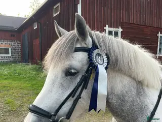 hästar Fin B-ponny till valfri gren - Annons 5