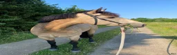 Hoppning hästar till salu: D pony til salg - Annons 5
