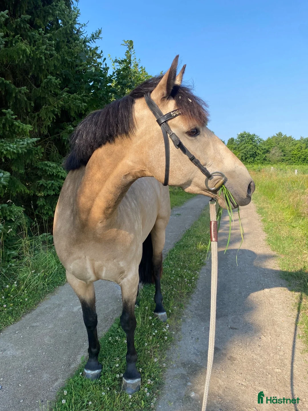 Hoppning hästar till salu: D pony til salg - Annons 5