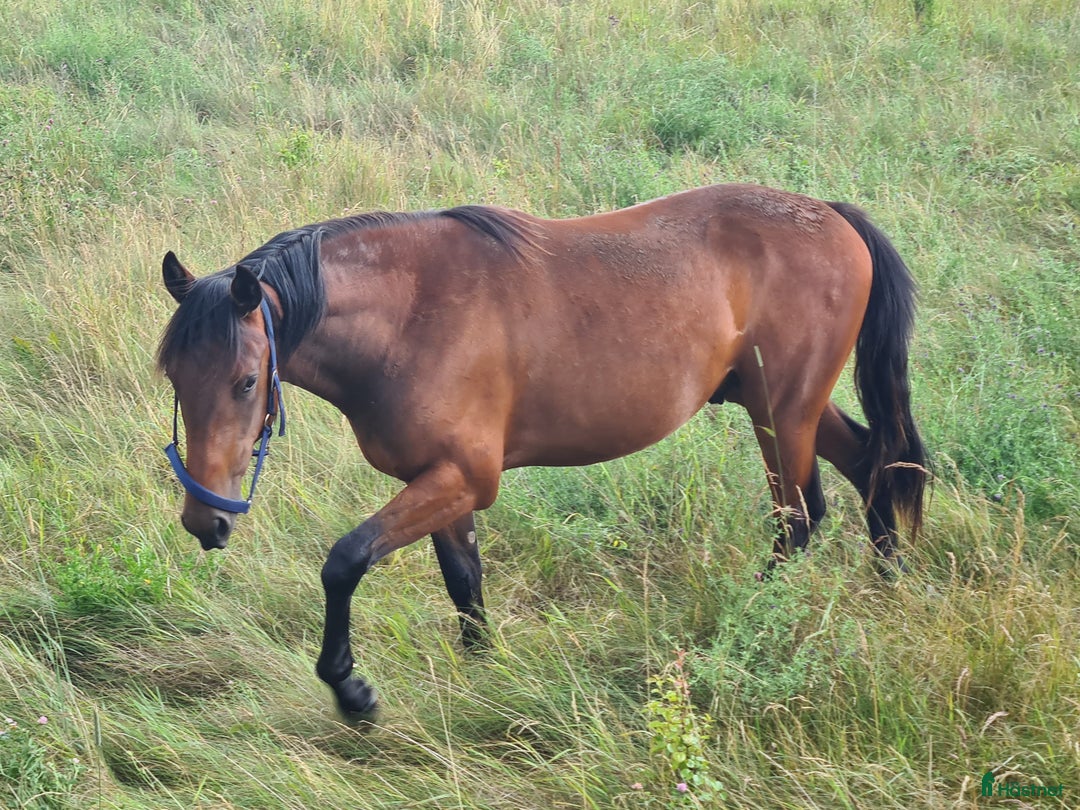 Trav hästar till salu: Ny trav stjärna ? i Havdhem - Annons 13