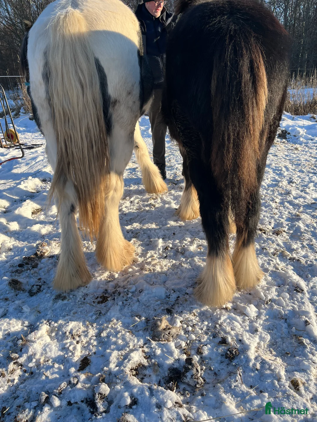 Allround hästar till salu: Tinker hingste plag  - Annons 7