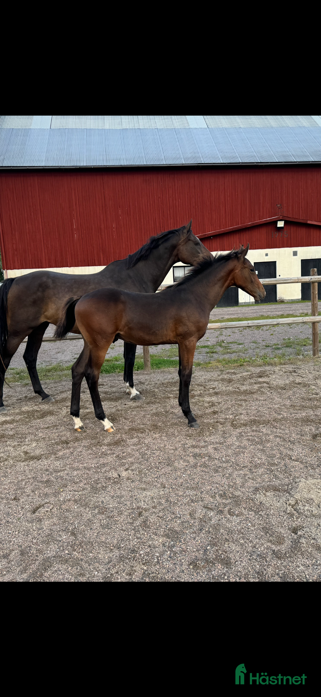 Hoppning hästar till salu: Don't Touch Tiji Hero! i Östra Ämtervik - Annons 4