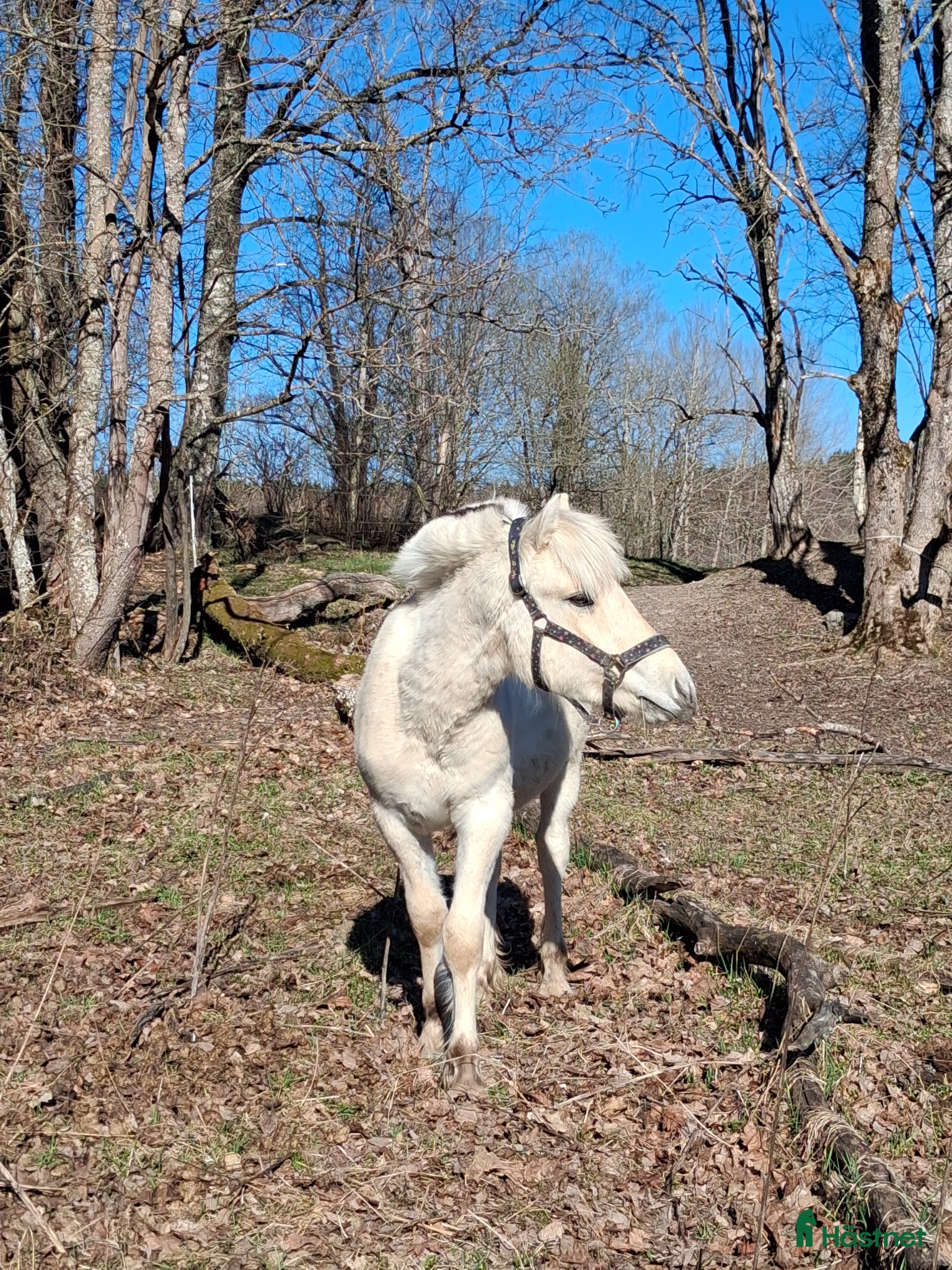  hästar vitblack åring - Annons 16