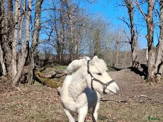 hästar vitblack åring - Annons 16