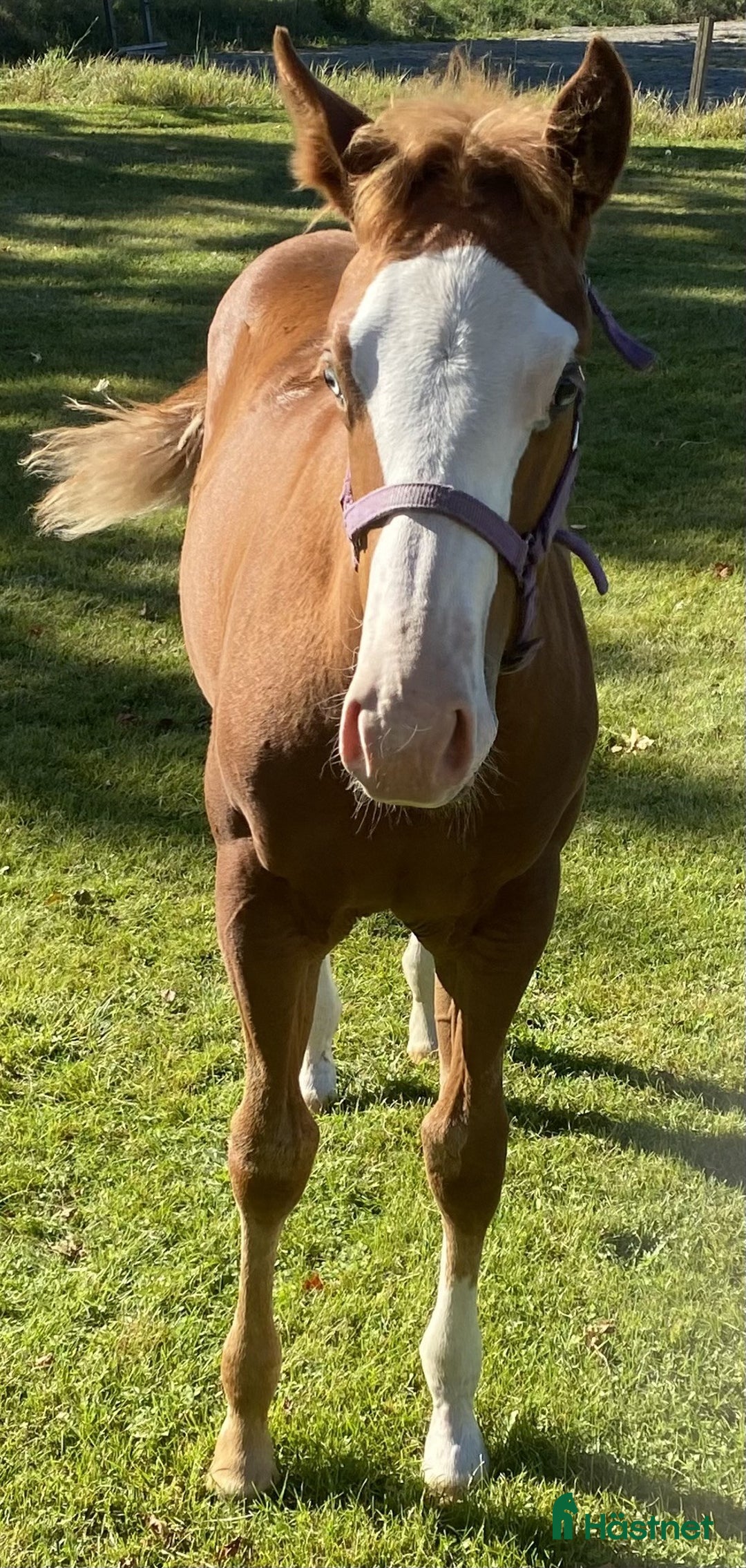 Western hästar till salu: Flashigt Reiningsto AQHA/APHA i Sävsjö - Annons 4