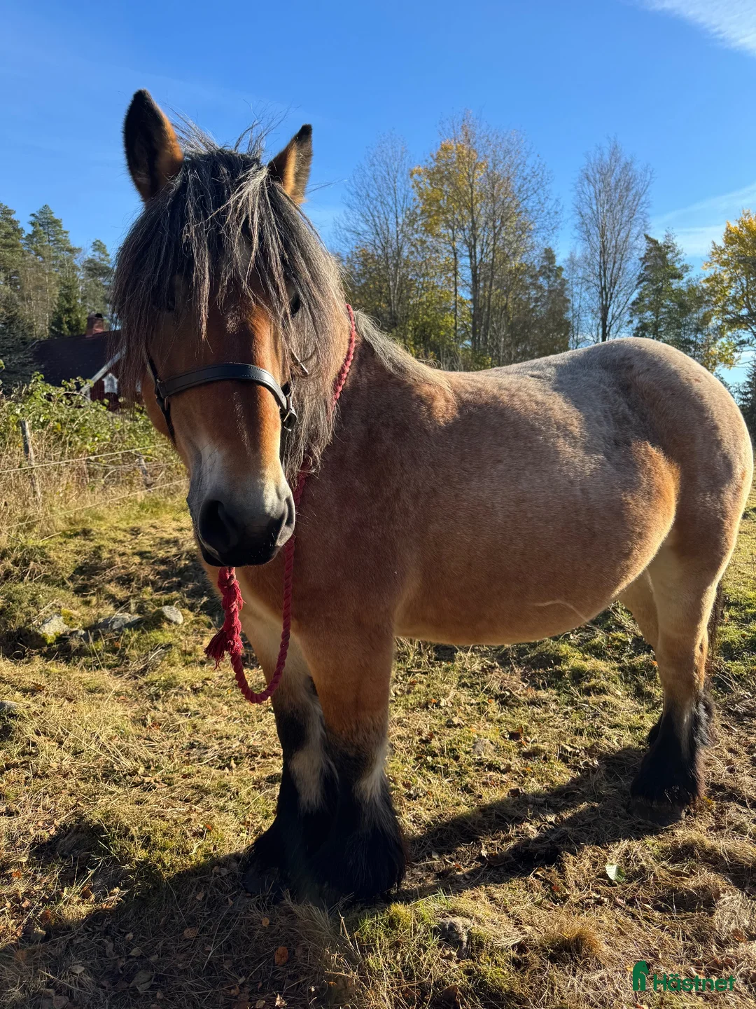 Övrigt hästar till salu: 2 syskon söker nytt hem - Annons 2