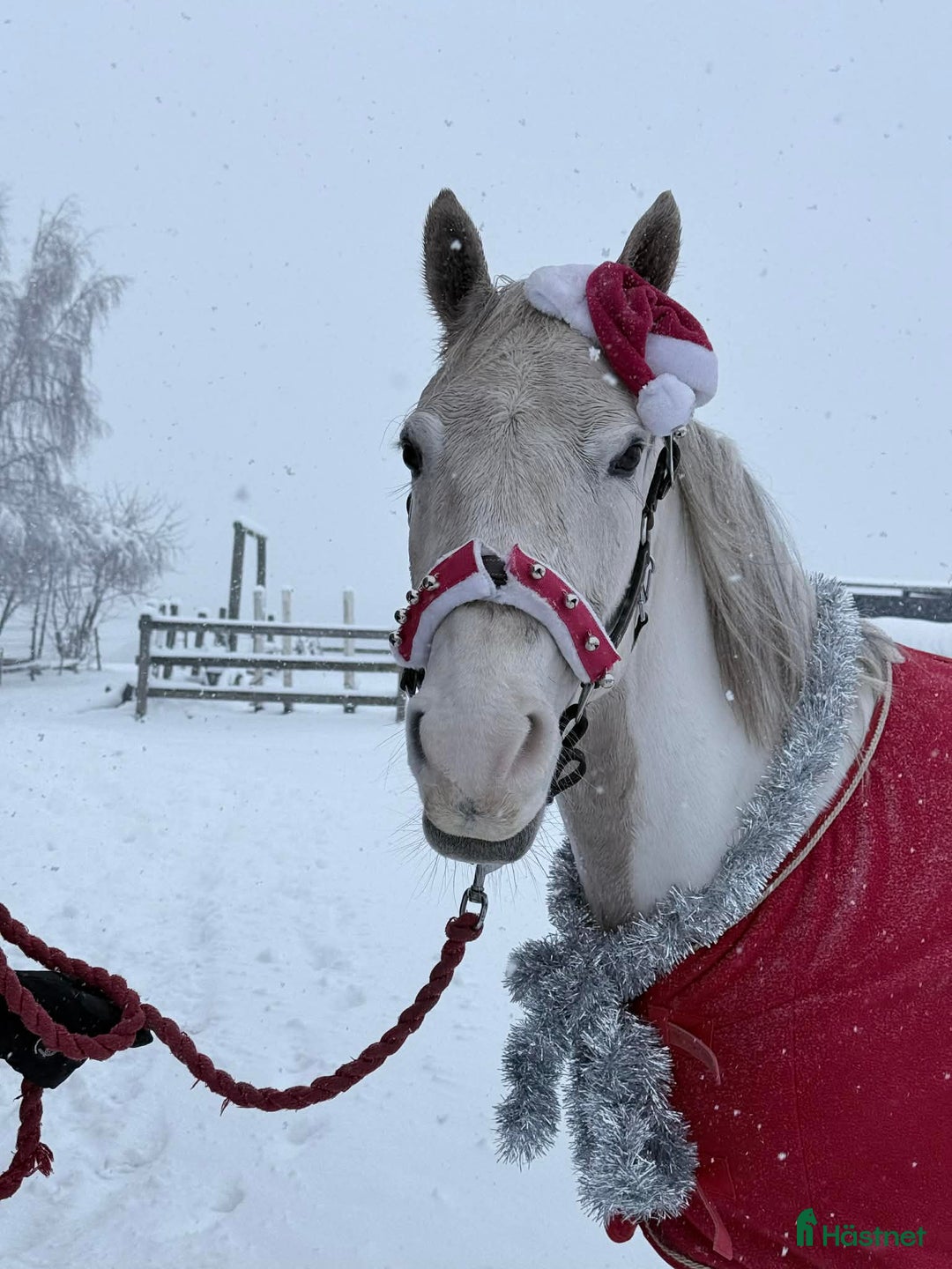 Allround hästar till salu: Bästa julklappen! i Gullabo - Annons 1