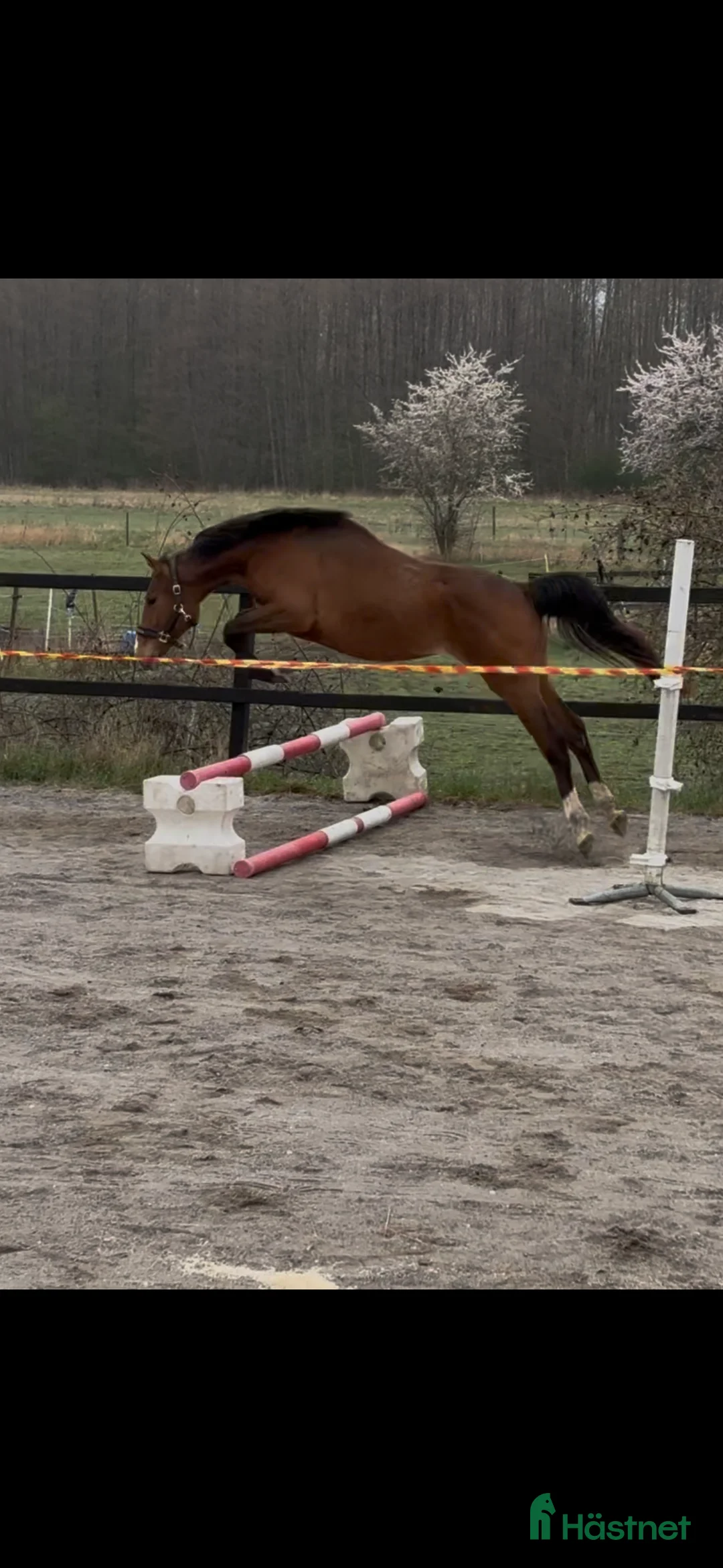Hoppning hästar till salu: 3-årigt sto e. Glasgow Van't Merelsnest - ChinChin - Annons 3