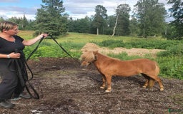 Sällskap hästar till salu: Miniatyrer i Almunge - Bild 5