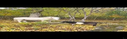 Allround hästar till salu: Trevlig Ponny - Annons 5