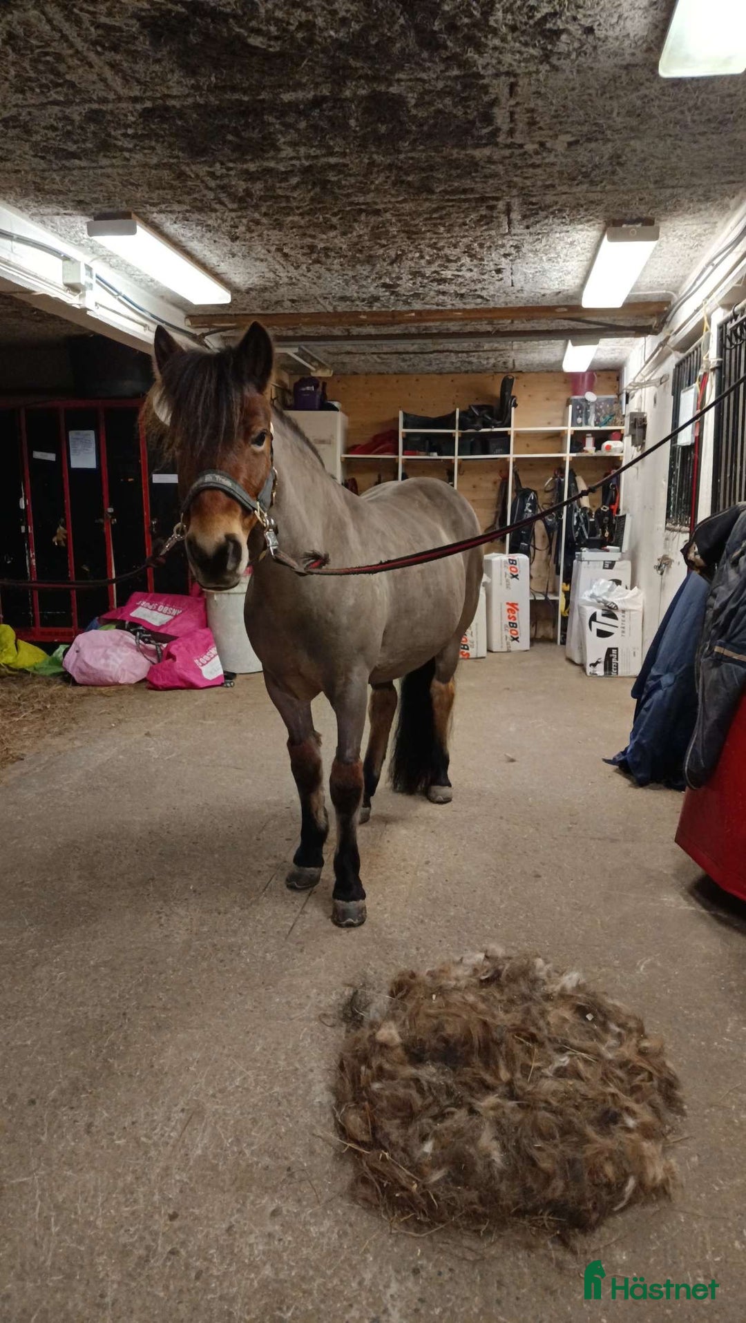 Allround hästar till salu: Intressekoll L.G:S Etromella  i Umeå - Bild 5