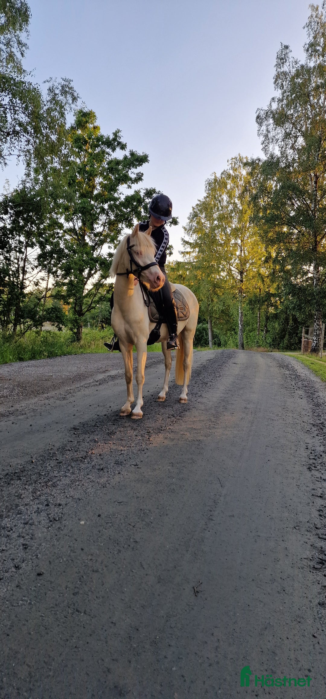 Allround hästar till salu: Framtidsponny med ovanligt färganlag i Åsa - Annons 2
