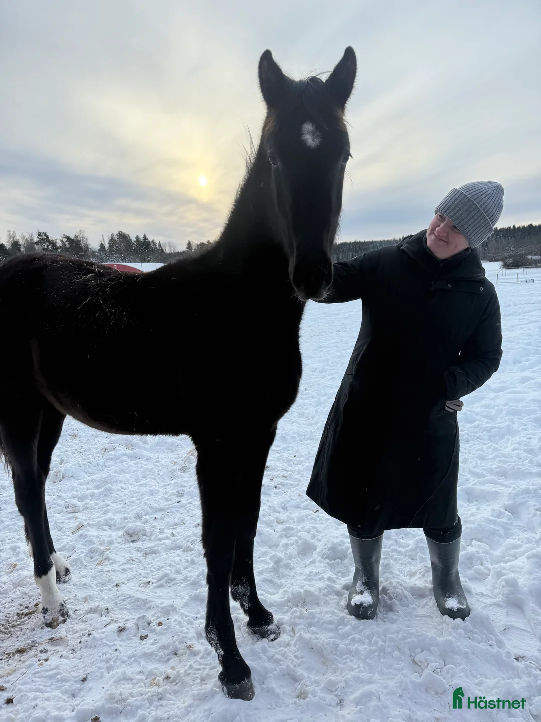 Dressyr hästar till salu: Tillfälle! Elegant skyline avkomma till bra pris - Annons 2