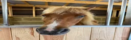  stallplats finnes: Lösdrift till islandshäst finnes!  - Annons 10