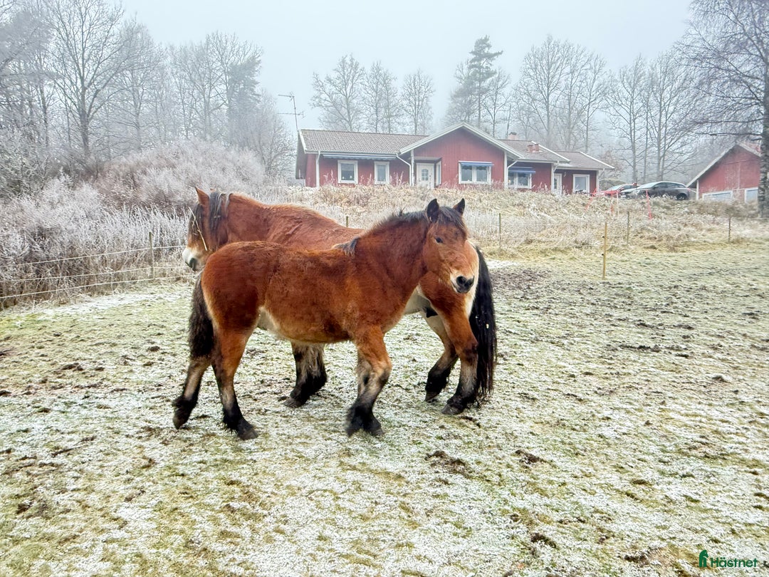 Körning hästar till salu: Dräktigt Elitsto samt Pigall 7 mån i Lilla Edet - Annons 8
