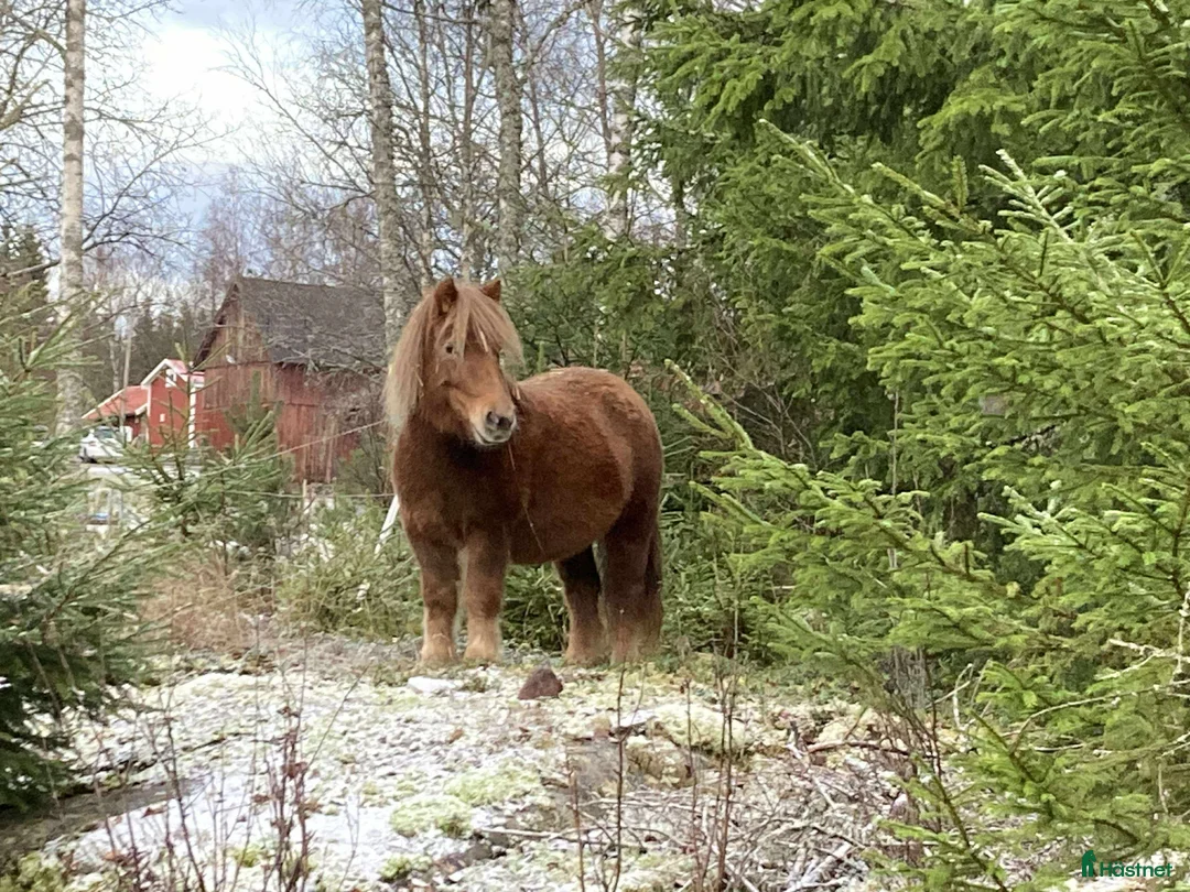 Trav hästar till salu: Shetlandsponnyn med travstam - Annons 2