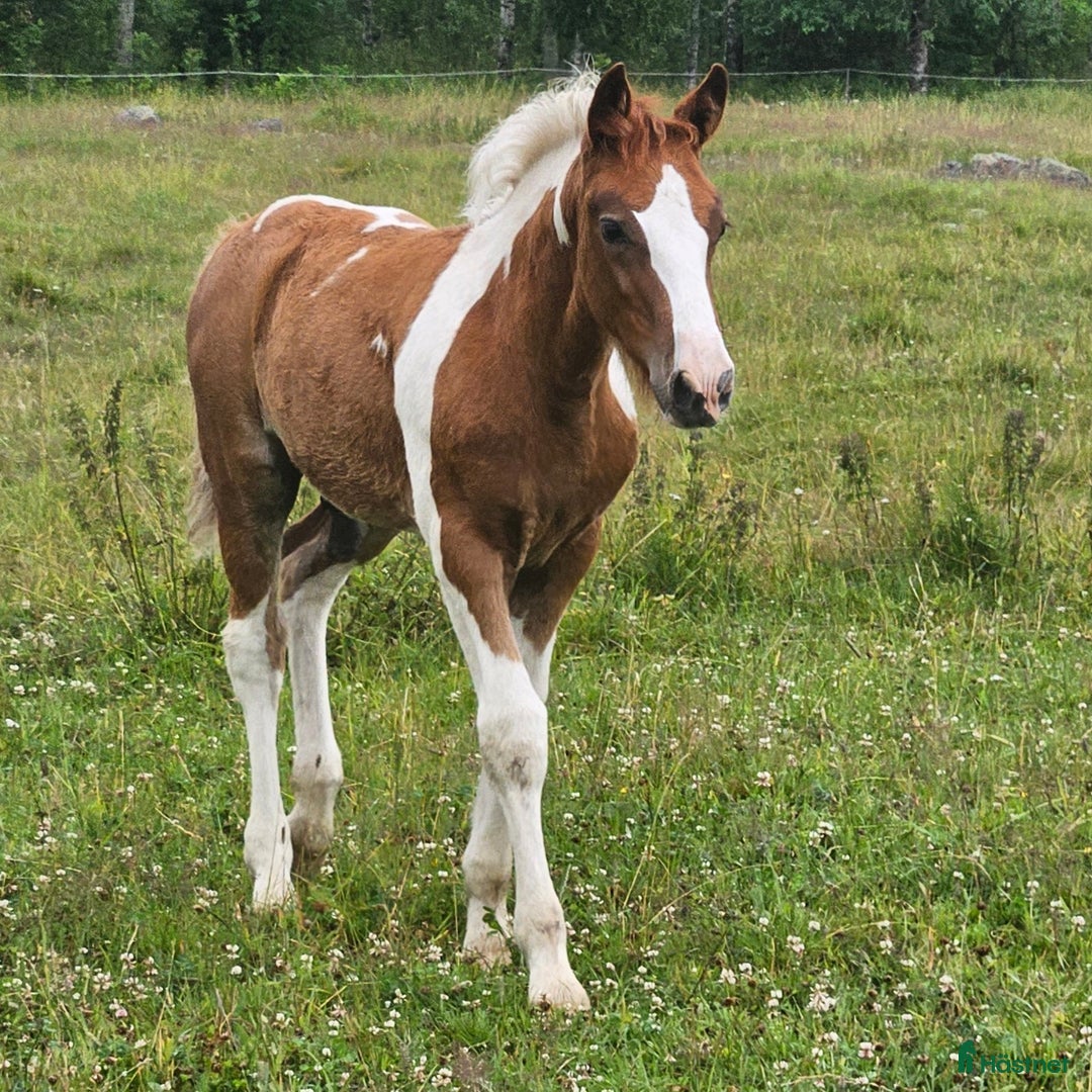 Allround hästar till salu: Super snälla Julle i Närkesberg - Bild 4