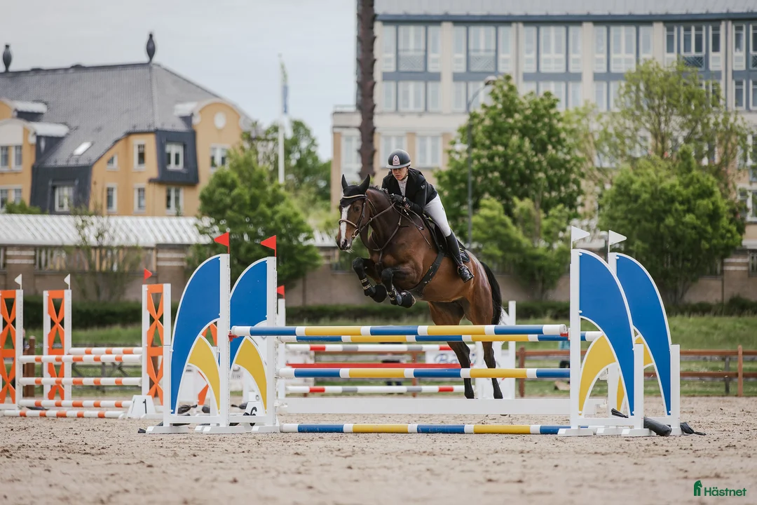 Hoppning hästar till salu: Lovande 6-årigt sto med toppstam i Blentarp - Annons 2