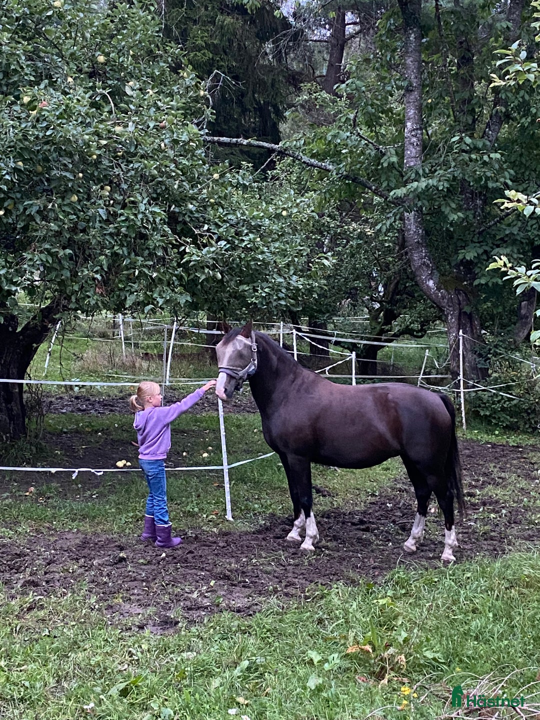 Allround hästar sökes: Trygg B-ponny sökes! 🐴 i Österhaninge - Annons 1
