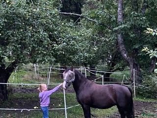 hästar Trygg B-ponny sökes! 🐴 i Österhaninge - Annons 14