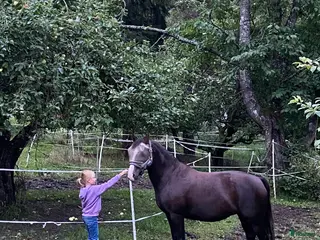 hästar Trygg B-ponny sökes! 🐴 i Österhaninge - Annons 23