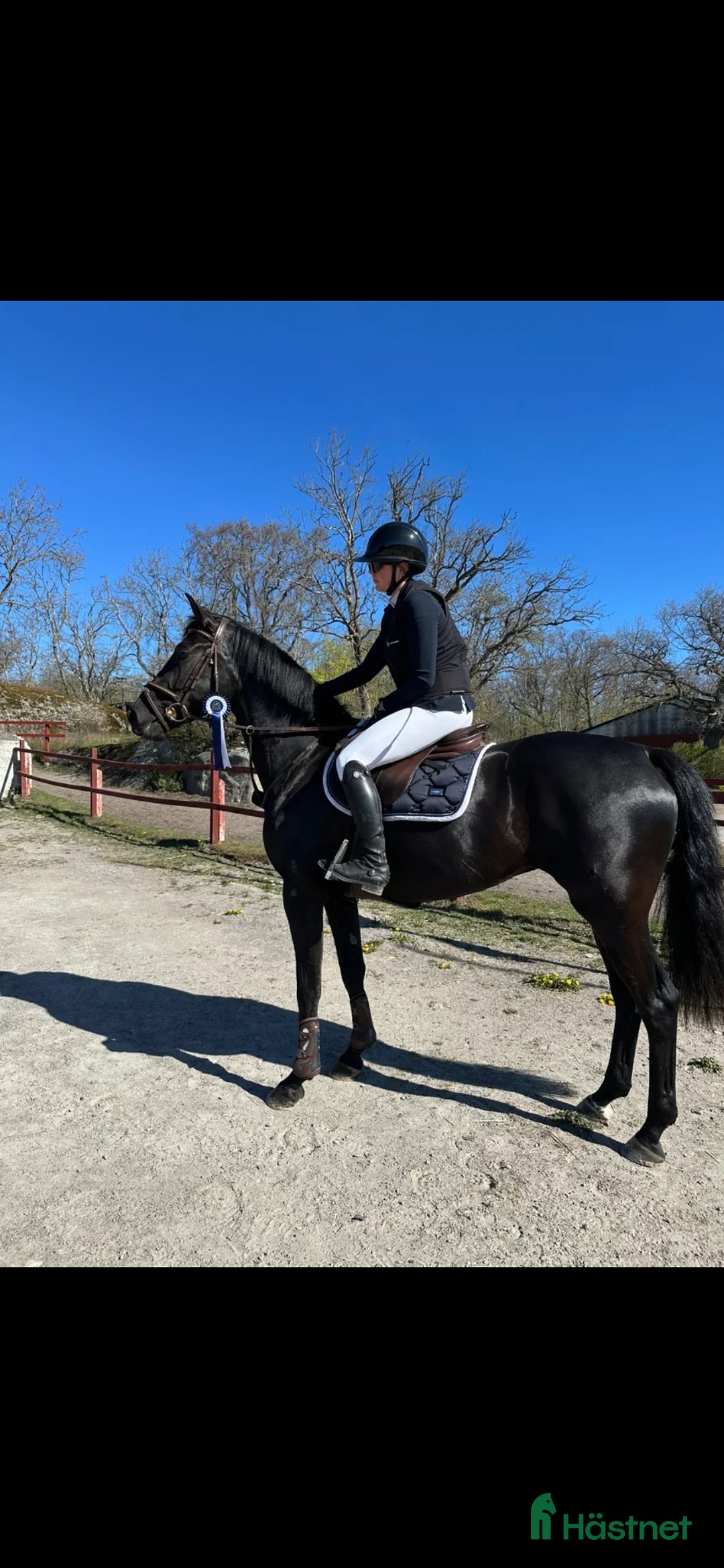 Hoppning hästar till salu: Unghäst för championat  - Annons 1