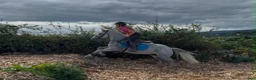 Hoppning hästar till salu: 138 gelding - Annons 6