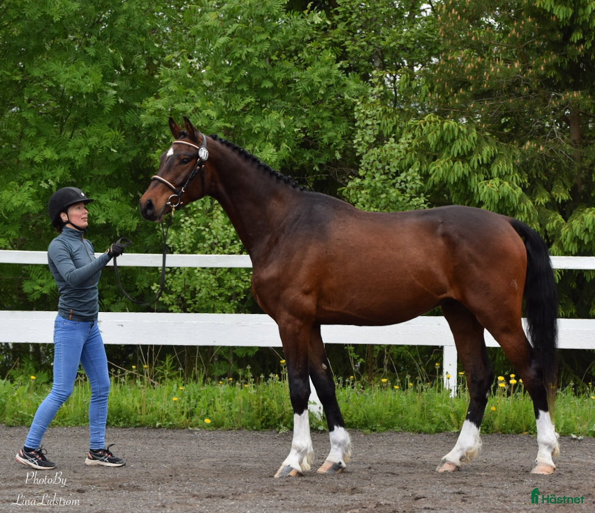  hästar Iögonfallande 4-åring - Annons 1