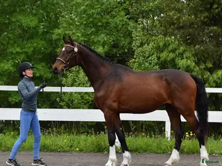 hästar Iögonfallande 4-åring - Annons 1