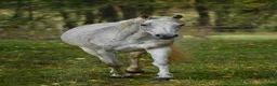  medryttarhäst finnes: D-ponny sto  - Annons 1