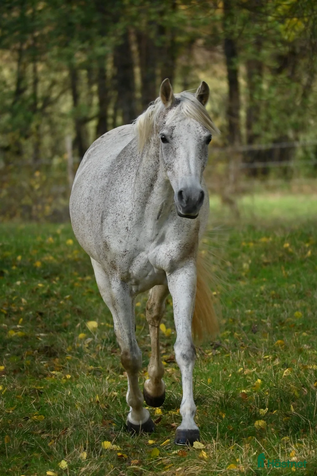  medryttarhäst finnes: D-ponny sto  - Annons 1