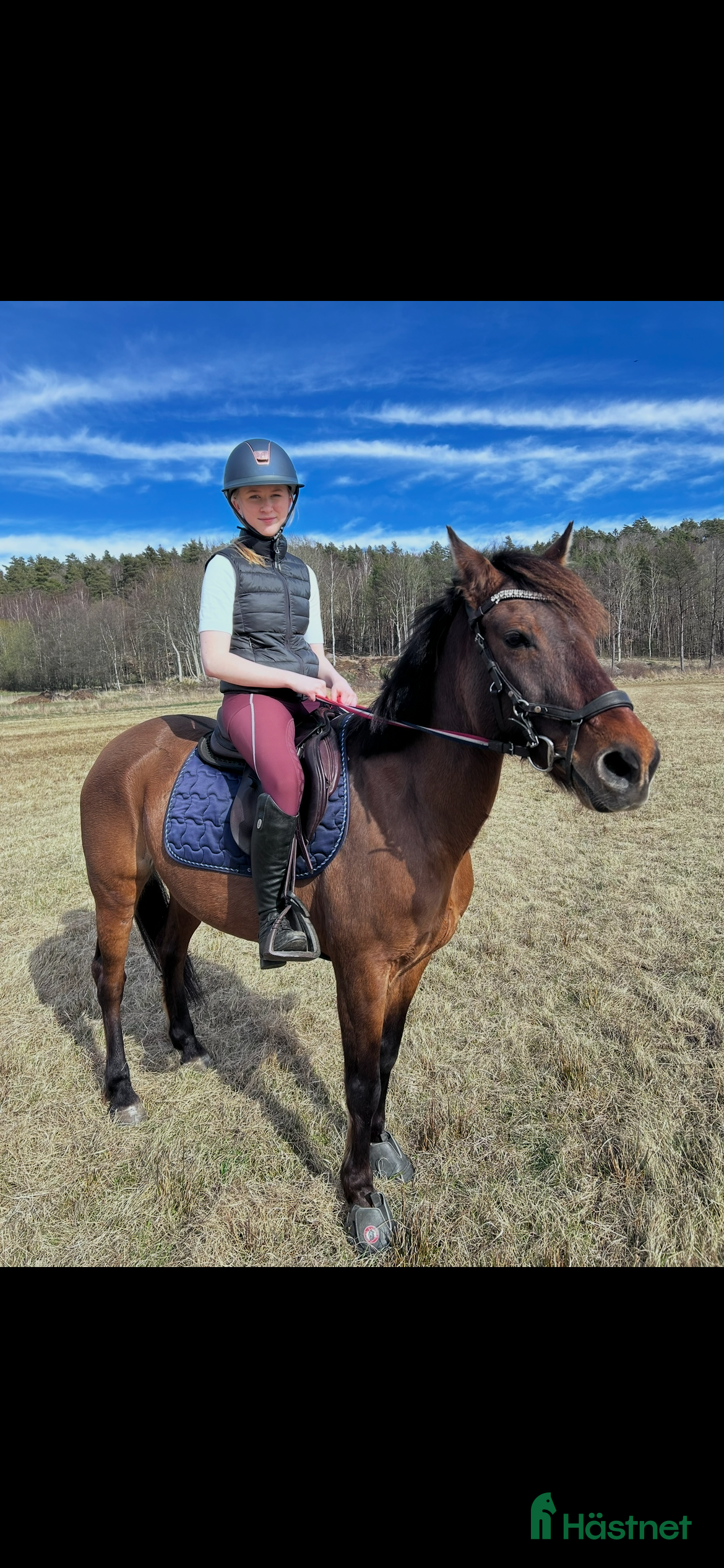  foderhäst Söker foderhäst/ponny - Annons 8