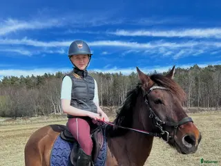 foderhäst Söker foderhäst/ponny - Annons 8