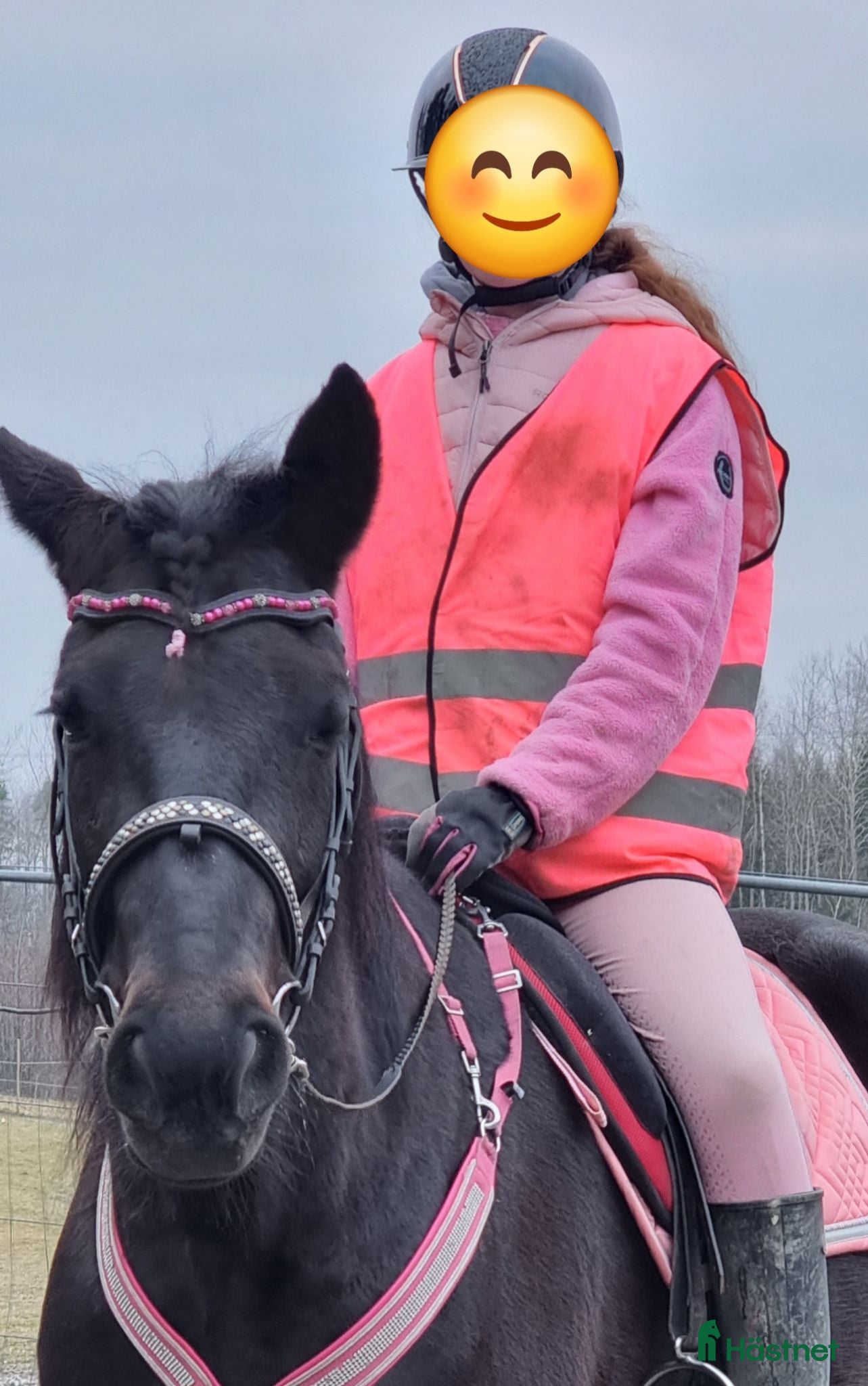  hästar Minja söker sin egen människa  - Annons 2