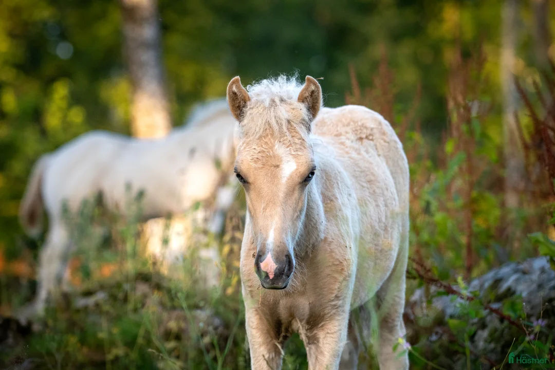 Island hästar till salu: Fantastisk unghingst med potential för sport &avel i Tranås - Annons 4