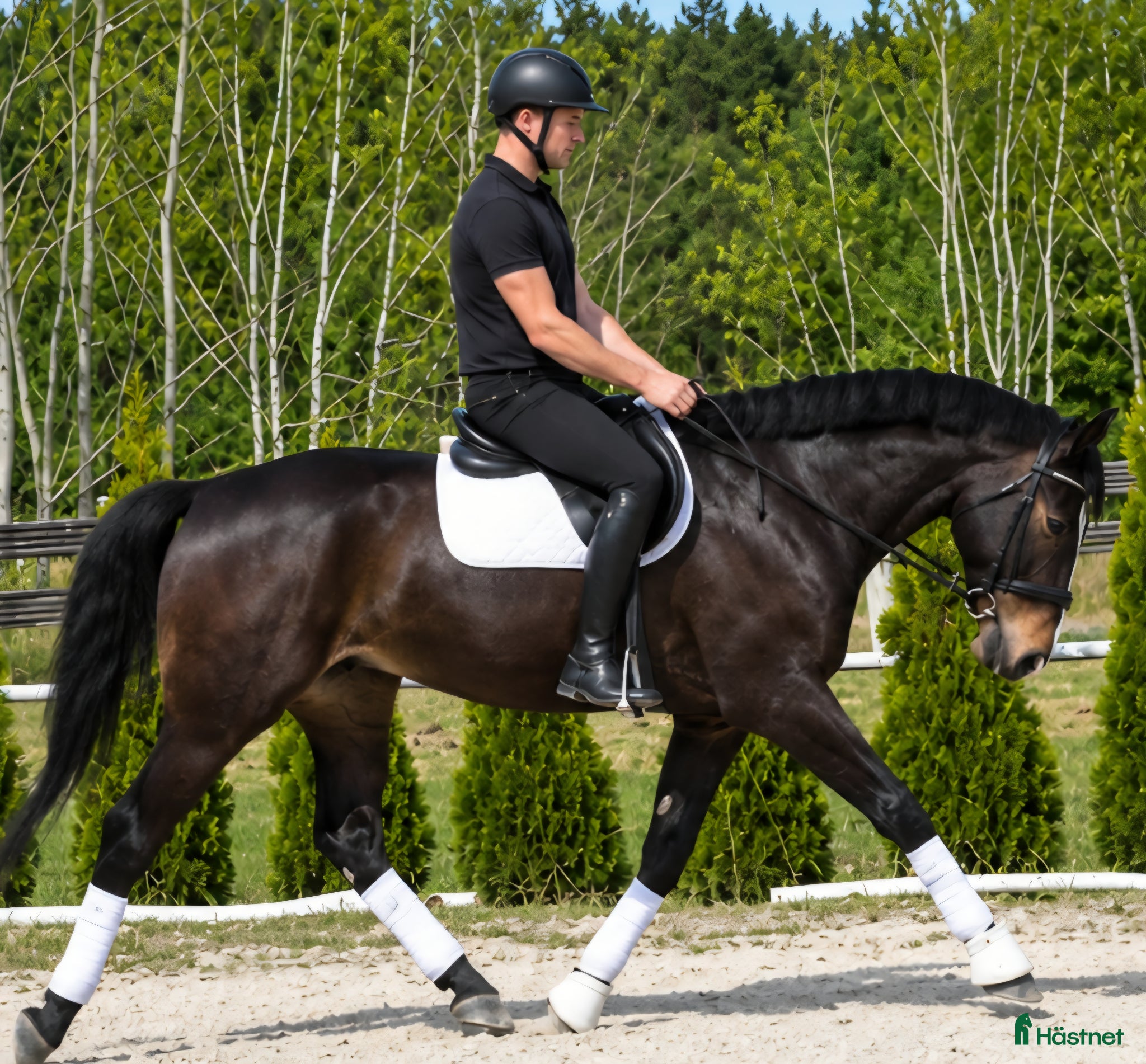  hästar Premium Allrounder- dressage, driving, jumping - Annons 2