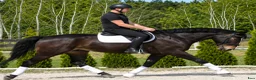 Allround hästar till salu: Premium Allrounder- dressage, driving, jumping - Annons 2