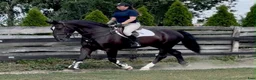 Allround hästar till salu: 6 yo Silesian Gelding–Family & Recreational Horse - Annons 10