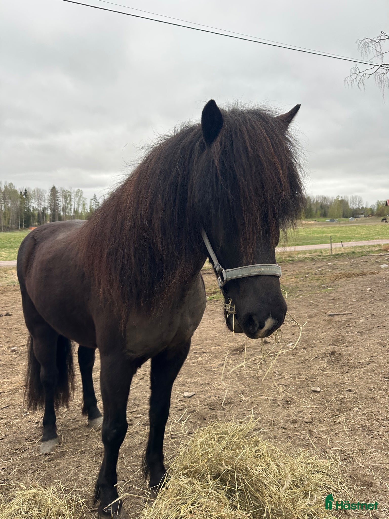 Island hästar till salu: Prins Garpur 👑  - Annons 8