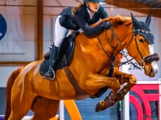 hästar Supertemperament och mkt god ridbarhet - Annons 14