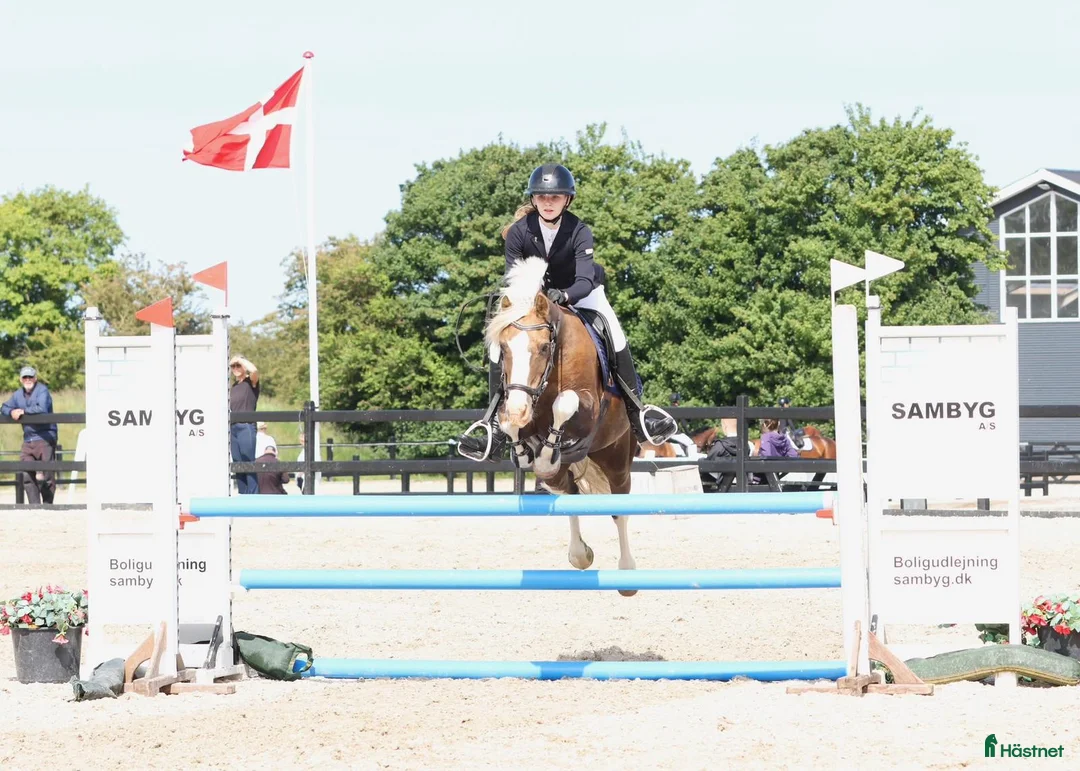 Hoppning hästar till salu: Stjernepony  - Annons 4