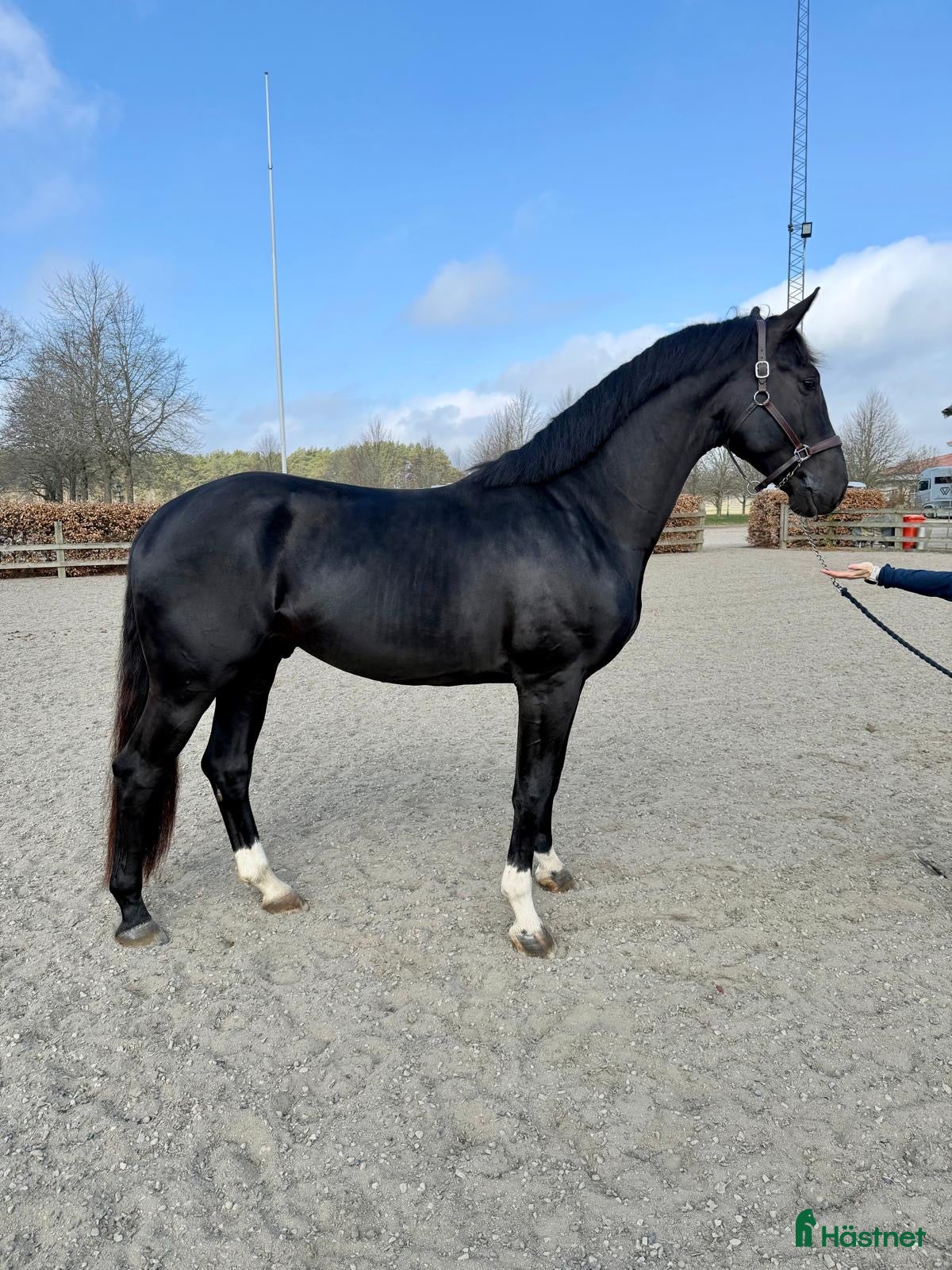  hästar Kjento-Fidertanz-De Niro-Rubenstein  - Annons 4