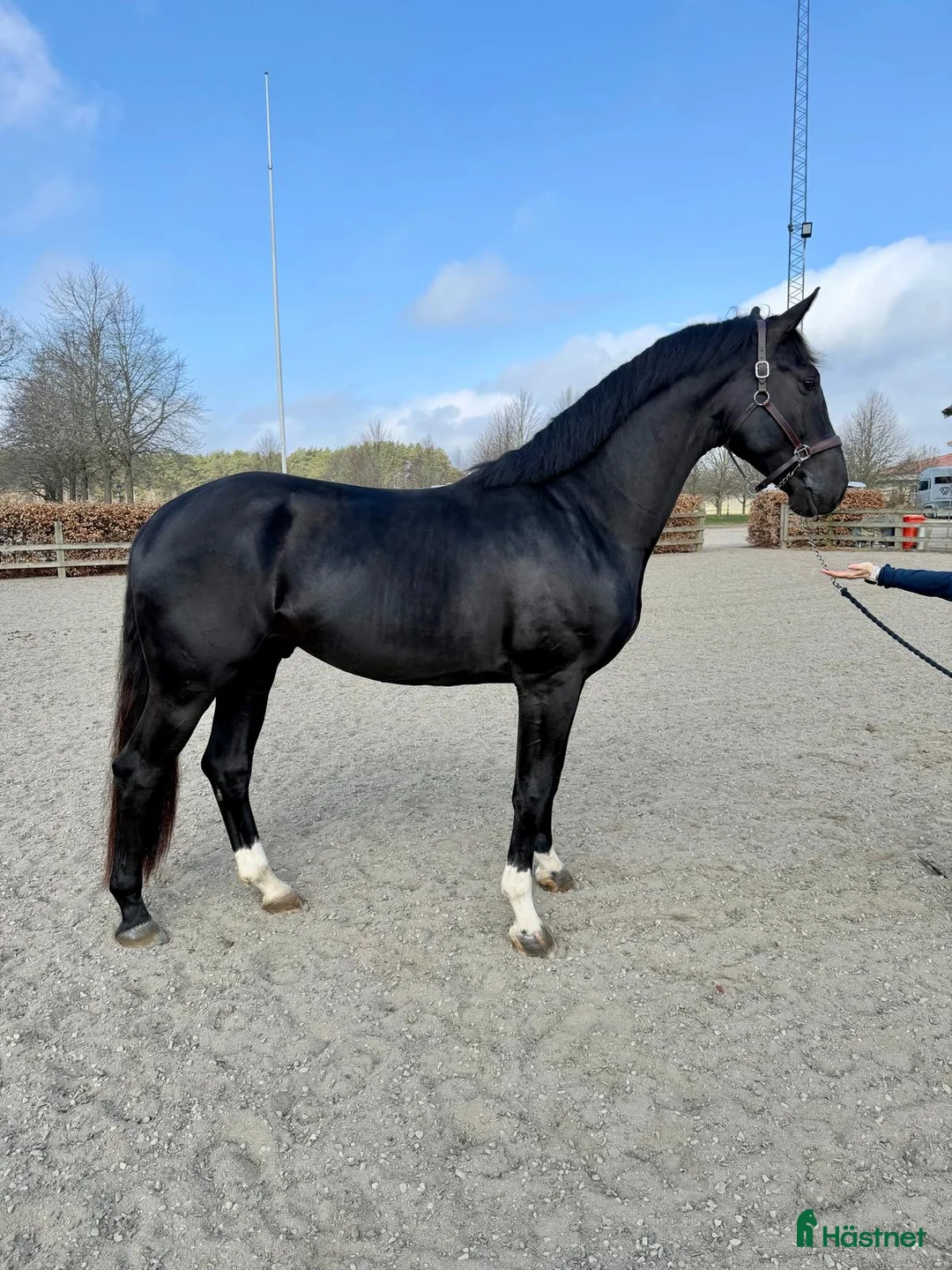 Dressyr hästar till salu: Kjento-Fidertanz-De Niro-Rubenstein  - Annons 1