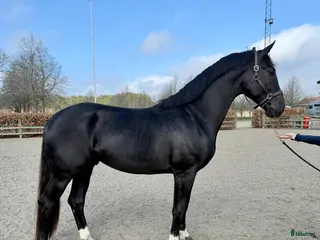 hästar Kjento-Fidertanz-De Niro-Rubenstein - Annons 4