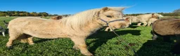 Allround hästar till salu: Fint Minishetlands sto - Annons 7