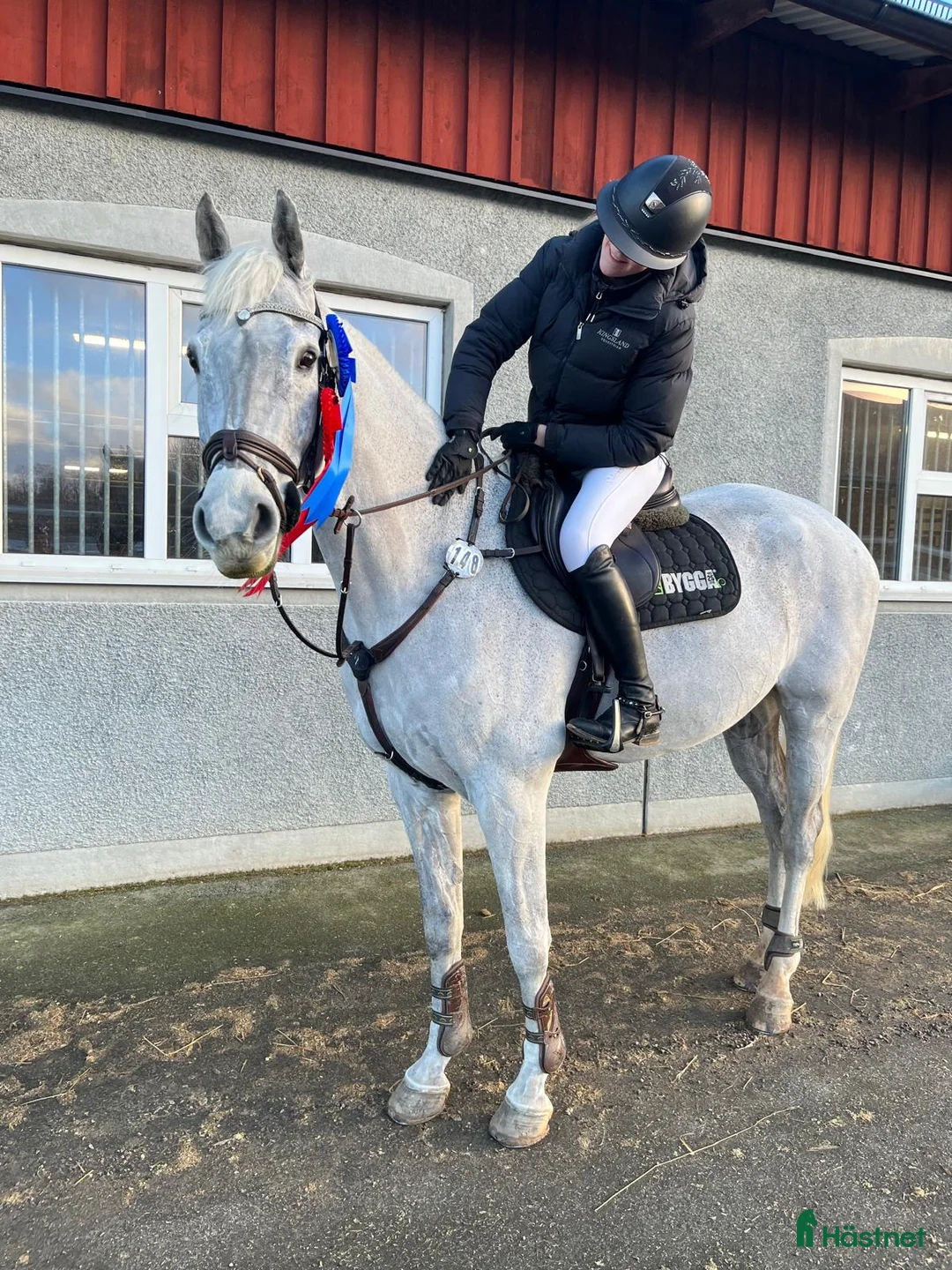 Allround hästar till salu: Erfaren och stabil hopphäst  - Annons 1