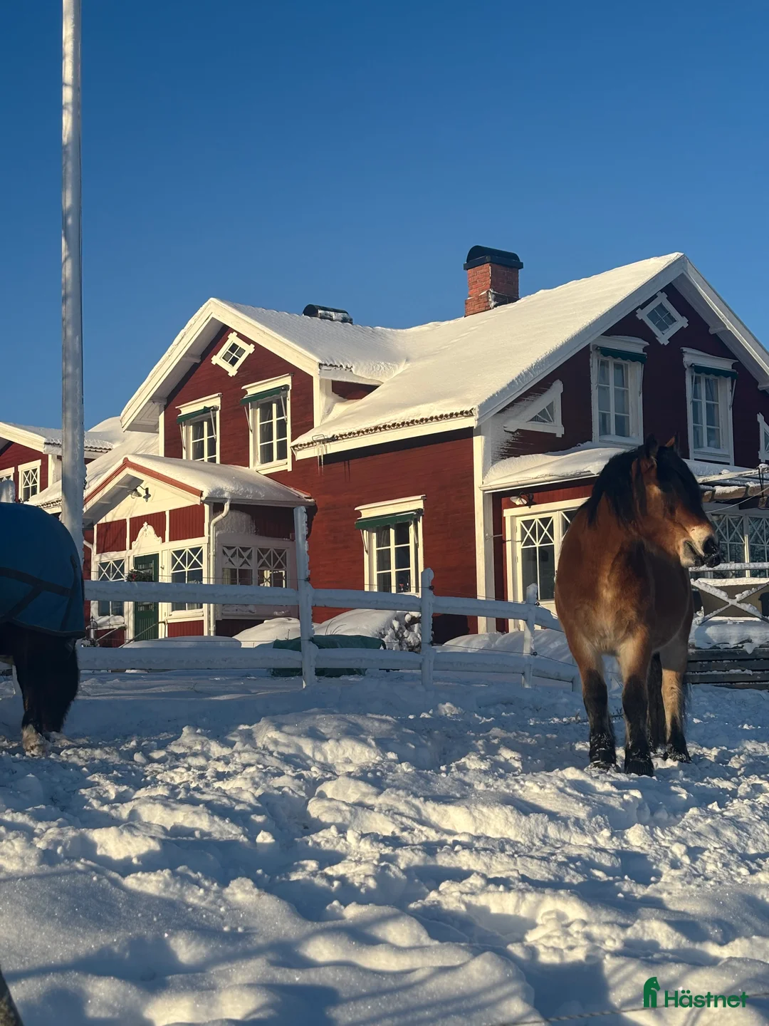  stallplats finnes: Lösdrift med tillgång till box i Bälinge - Annons 1